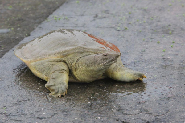 甲魚幼苗期的飼養(yǎng)方法