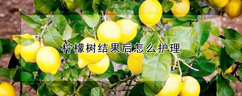 檸檬樹結(jié)果后怎么護(hù)理