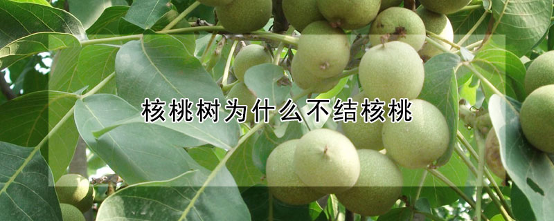 核桃樹為什么不結核桃