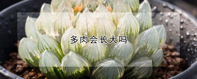 多肉會(huì)長(zhǎng)大嗎