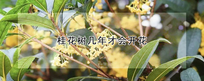 桂花樹幾年才會(huì)開花