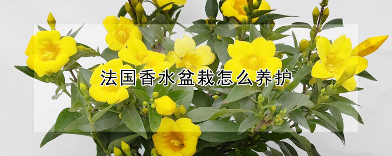 法國香水盆栽怎么養(yǎng)護(hù)