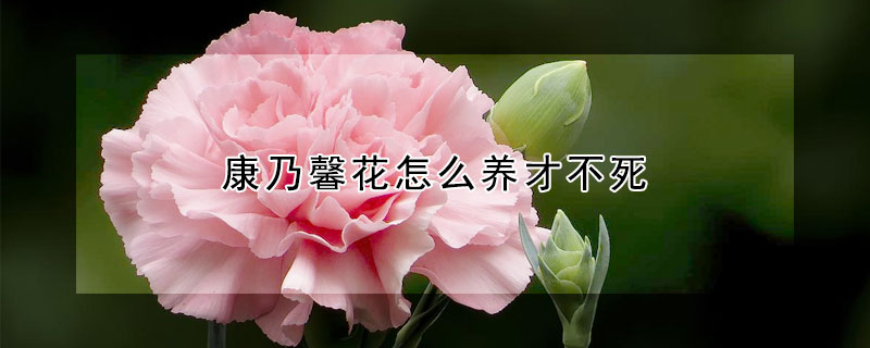 康乃馨花怎么養(yǎng)才不死