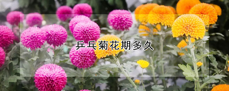 乒乓菊花期多久