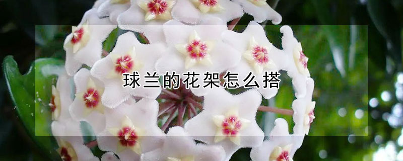 球蘭的花架怎么搭