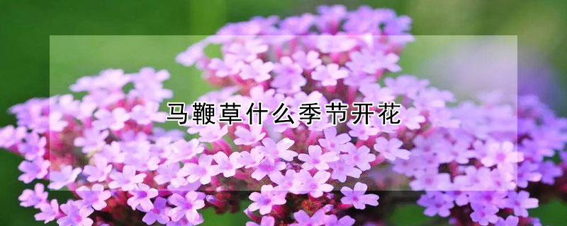 馬鞭草什么季節(jié)開花