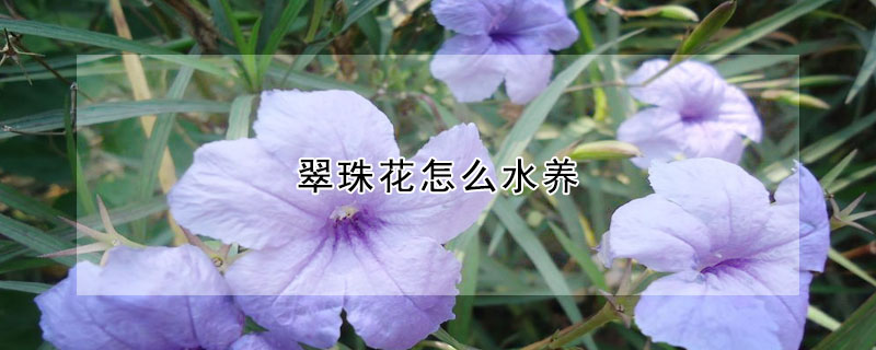 翠珠花怎么水養(yǎng)