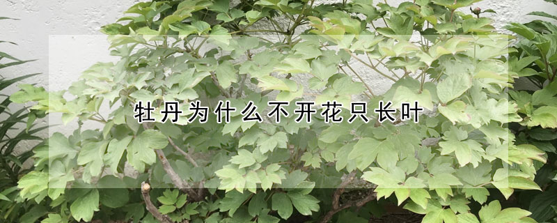 牡丹為什么不開(kāi)花只長(zhǎng)葉