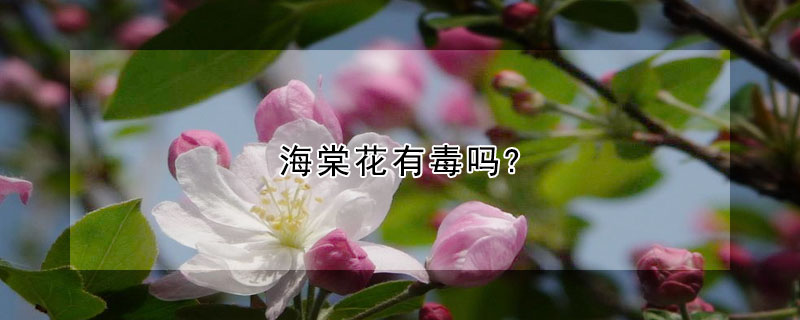 海棠花有毒嗎?