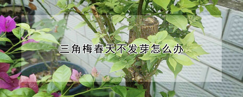 三角梅春天不發(fā)芽怎么辦