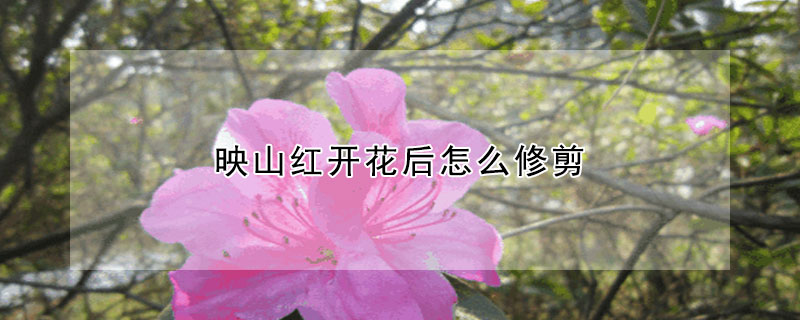 映山紅開花后怎么修剪