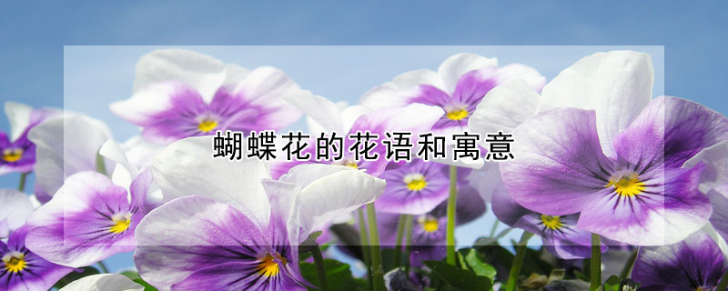 蝴蝶花的花語(yǔ)和寓意