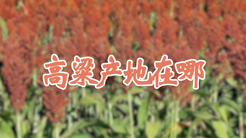 高粱產(chǎn)地在哪