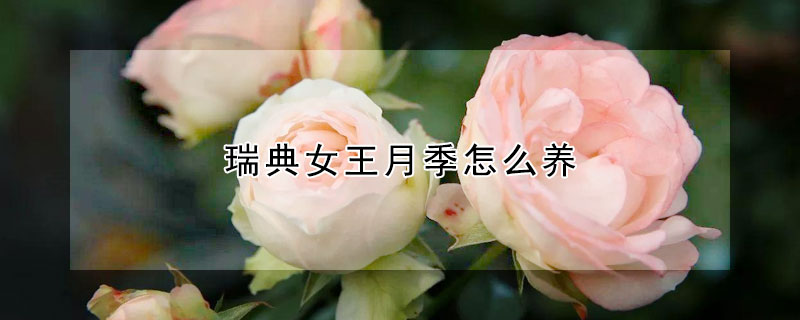 瑞典女王月季怎么養(yǎng)