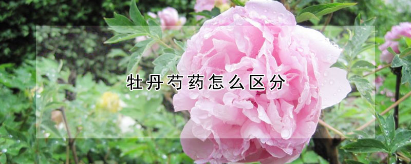 牡丹芍藥怎么區分