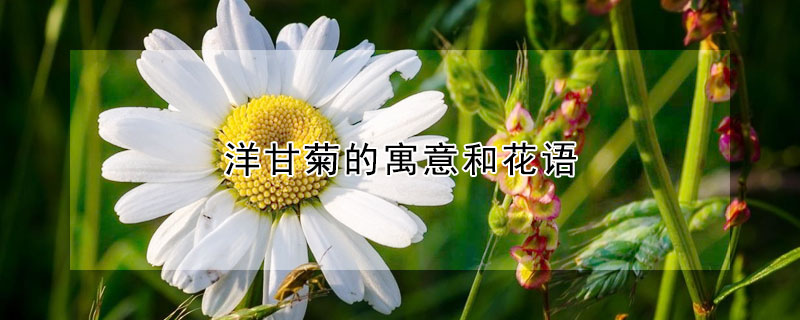 洋甘菊的寓意和花語(yǔ)