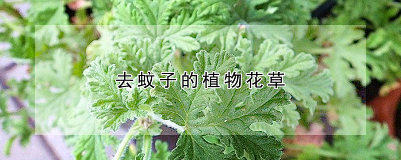 去蚊子的植物花草