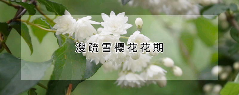 溲疏雪櫻花花期