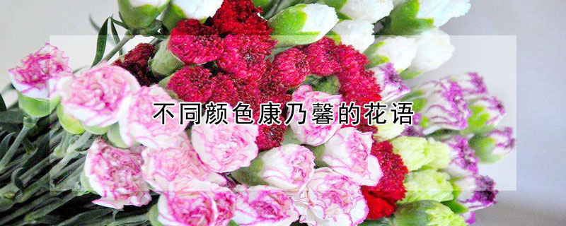 不同顏色康乃馨的花語(yǔ)