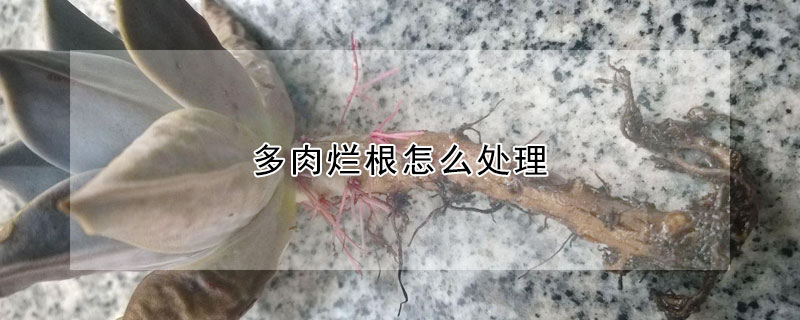 多肉爛根怎么處理