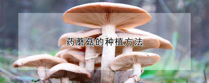 藥蘑菇的種植方法