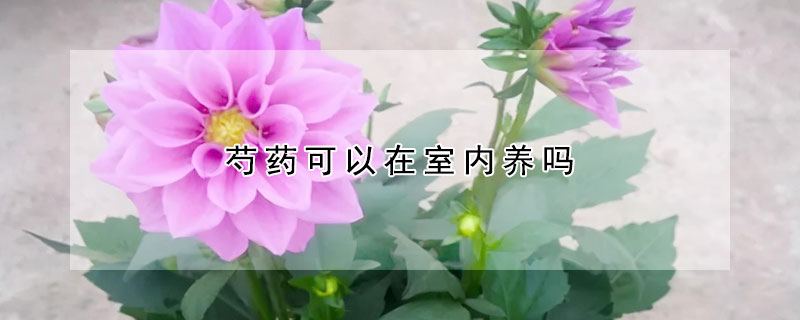 芍藥可以在室內(nèi)養(yǎng)嗎