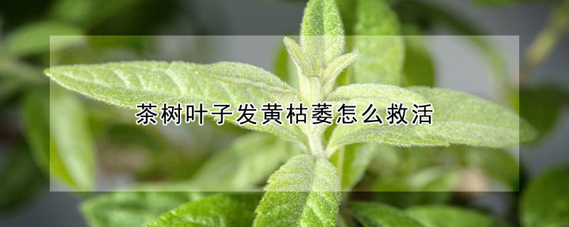 茶樹葉子發黃枯萎怎么救活