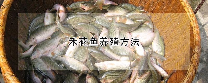 禾花魚養殖方法