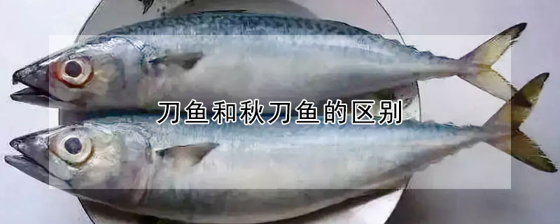 刀魚和秋刀魚的區別