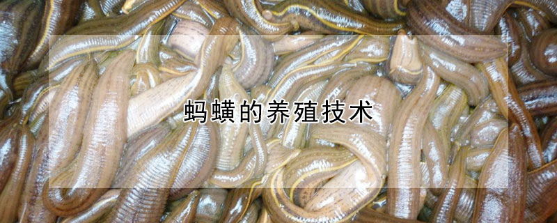 螞蟥的養(yǎng)殖技術(shù)