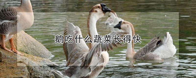 鵝吃什么蔬菜長(zhǎng)得快