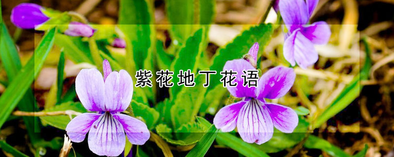 紫花地丁花語(yǔ)