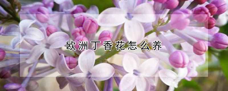 歐洲丁香花怎么養