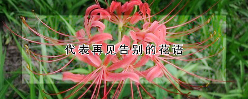 代表再見告別的花語