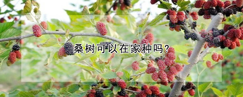 桑樹可以在家種嗎?