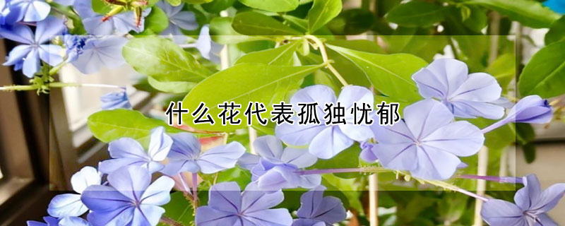 什么花代表孤獨(dú)憂(yōu)郁