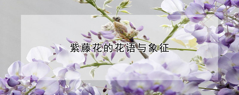 紫藤花的花語(yǔ)與象征