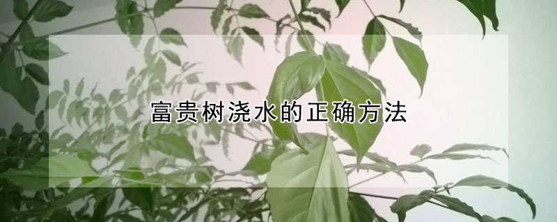 富貴樹(shù)澆水的正確方法