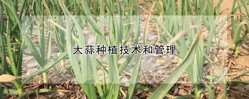 大蒜種植技術和管理