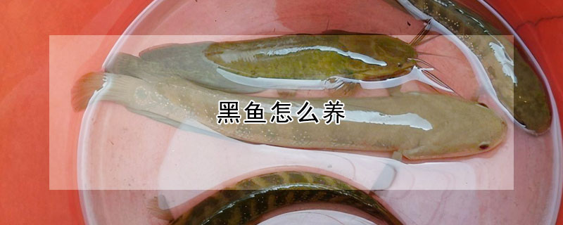 黑魚怎么養(yǎng)