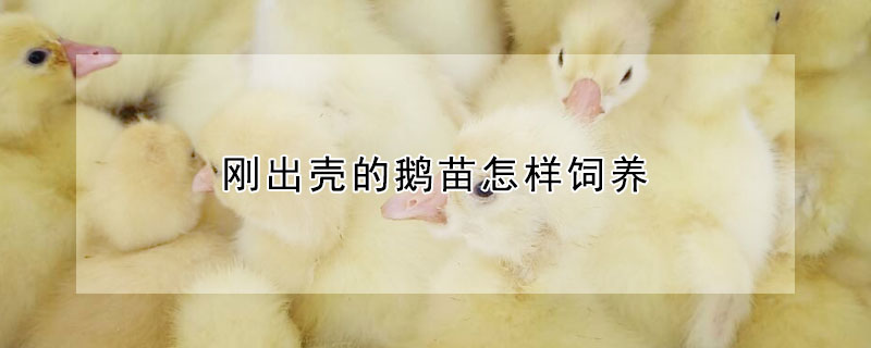 剛出殼的鵝苗怎樣飼養(yǎng)