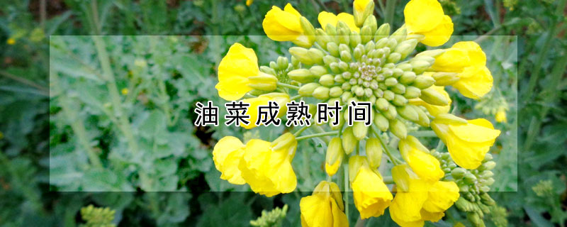 油菜成熟時(shí)間