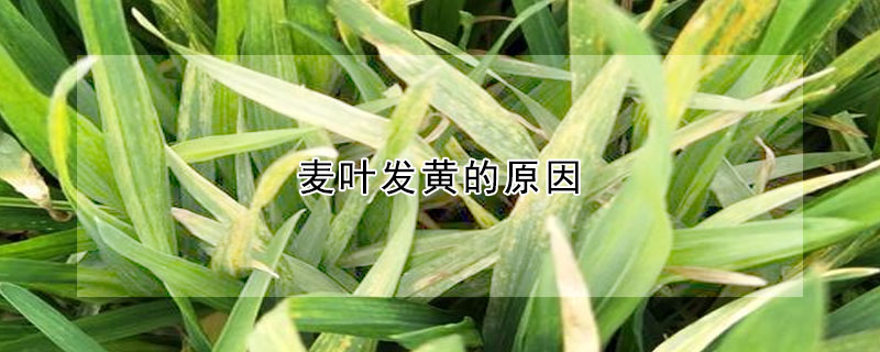 麥葉發(fā)黃的原因