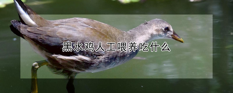 黑水雞人工喂養吃什么