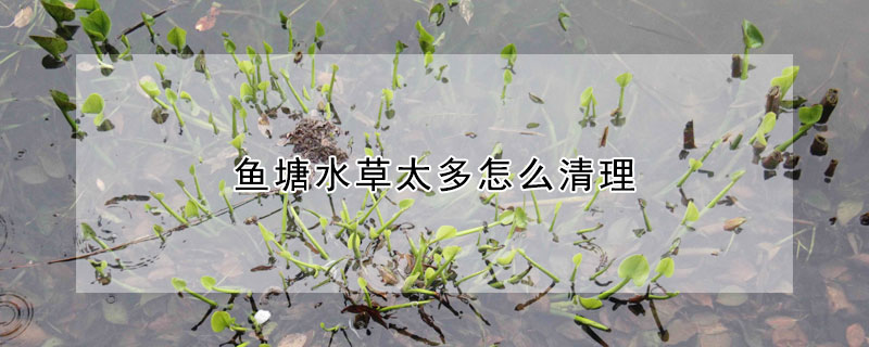 魚塘水草太多怎么清理