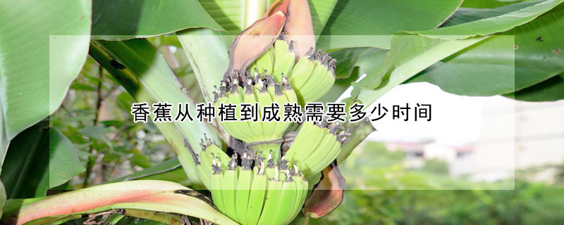 香蕉從種植到成熟需要多少時間