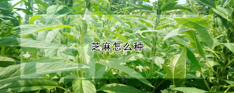 芝麻怎么種