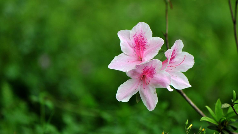 杜鵑花花后怎樣修剪