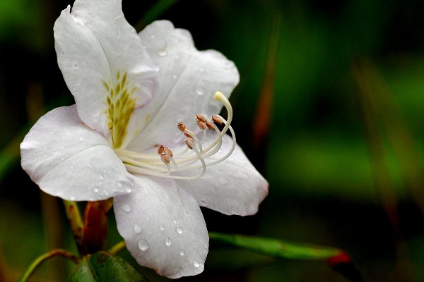 杜鵑花花后怎樣修剪