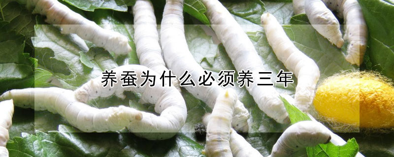 養(yǎng)蠶為什么必須養(yǎng)三年